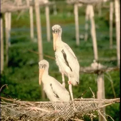 thumbnail for publication: Nesting Island Creation for Wading Birds